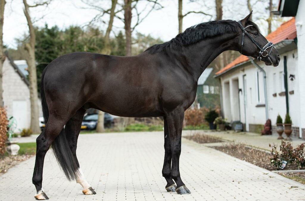 Juro verkocht naar India