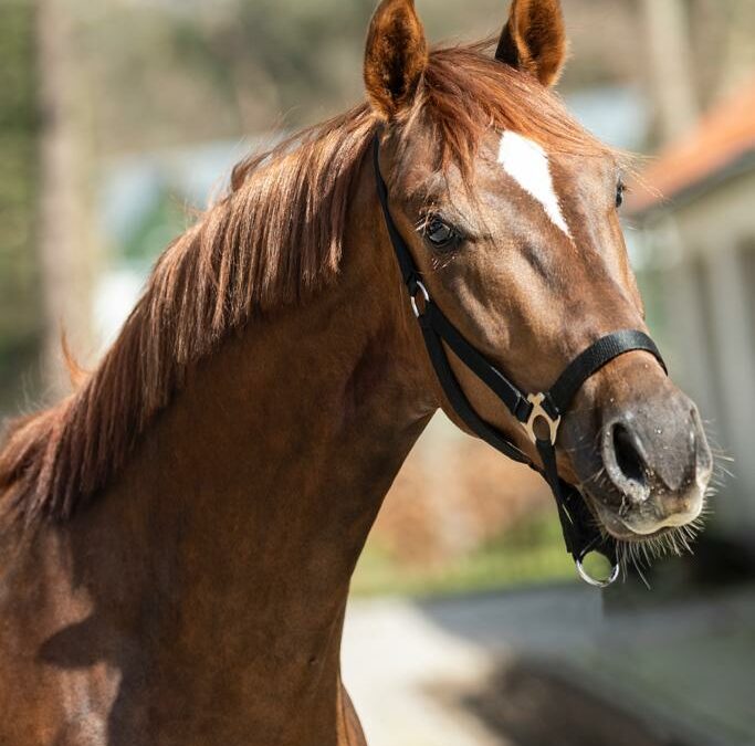 Ocean blijft in Nederland