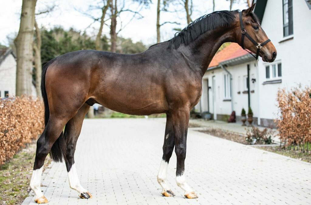 Olympus verkocht naar spanje