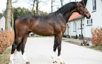 Olympus verkocht naar spanje