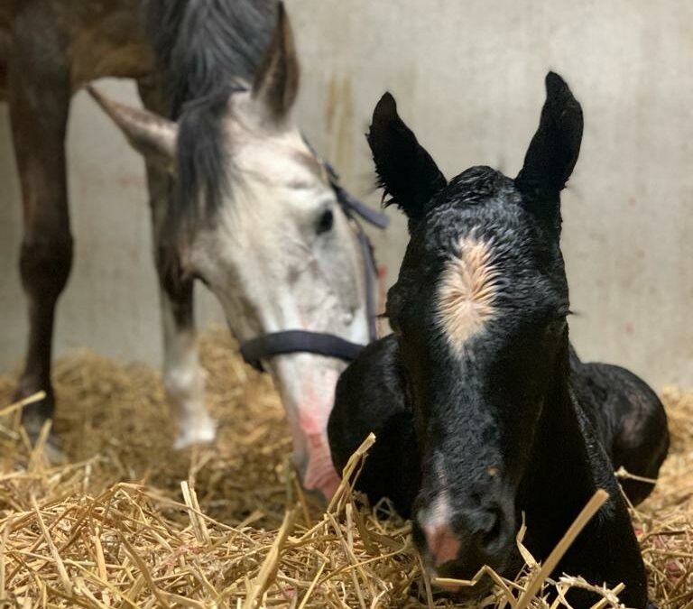 Het eerste veulen is geboren!