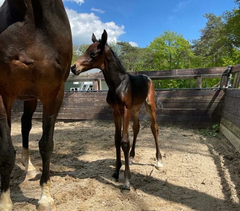 Ook het laatste veulen is geboren!