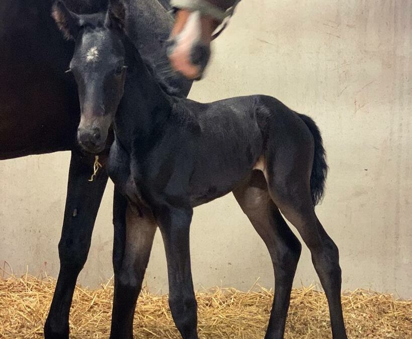 Ook een merrieveulen voor Mislunora!